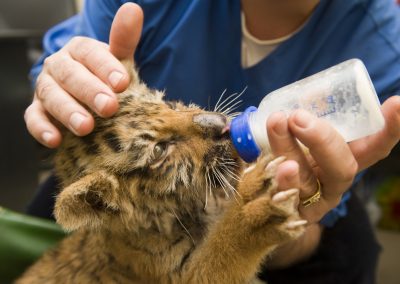 Auxiliar Veterinario de Animales de Zoológico