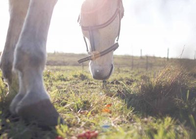 Curso de Asistente Técnico Veterinario Ecuestreen IEEF