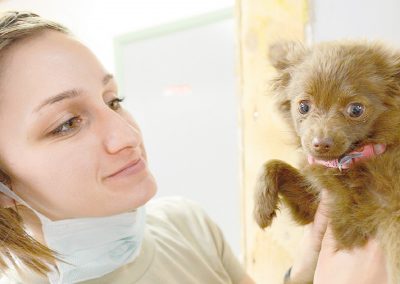 curso de Técnico Veterinario en IEEF
