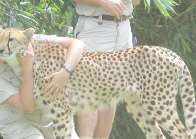 Curso de Auxiliar Veterinario de Animales de Zoológico