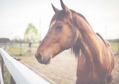 Curso de cuidador de caballos en IEEF