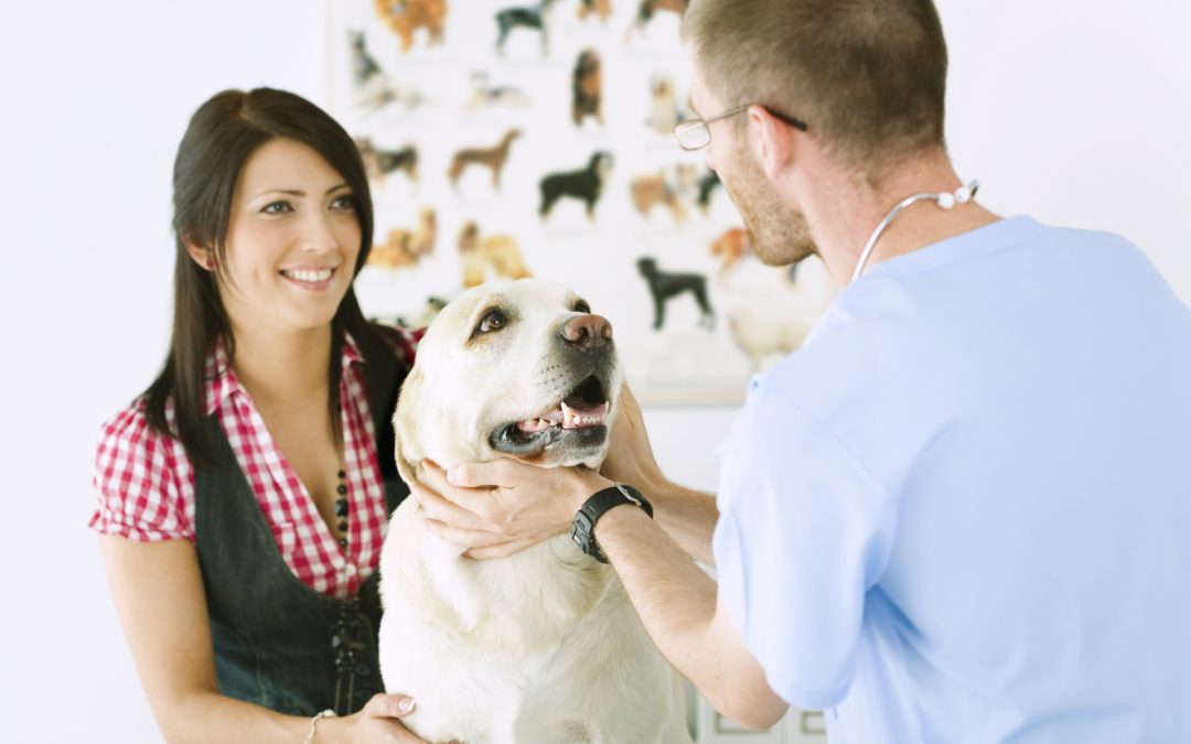 Plazas de auxiliar veterinario