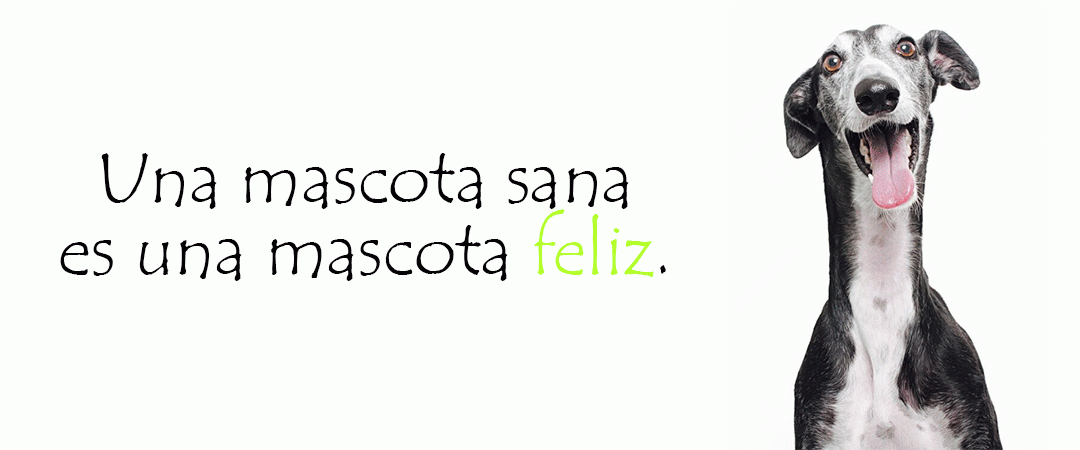 cabecera-bichos-larga