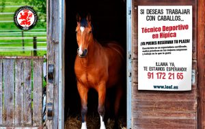 Cursos-de-Tecnico-Deportivo-en-Hipica