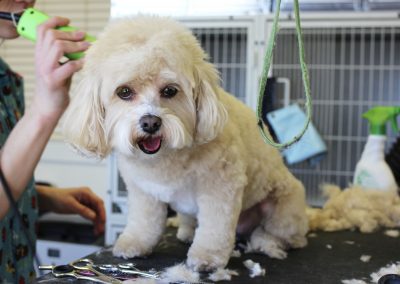 curso de peluquería canina
